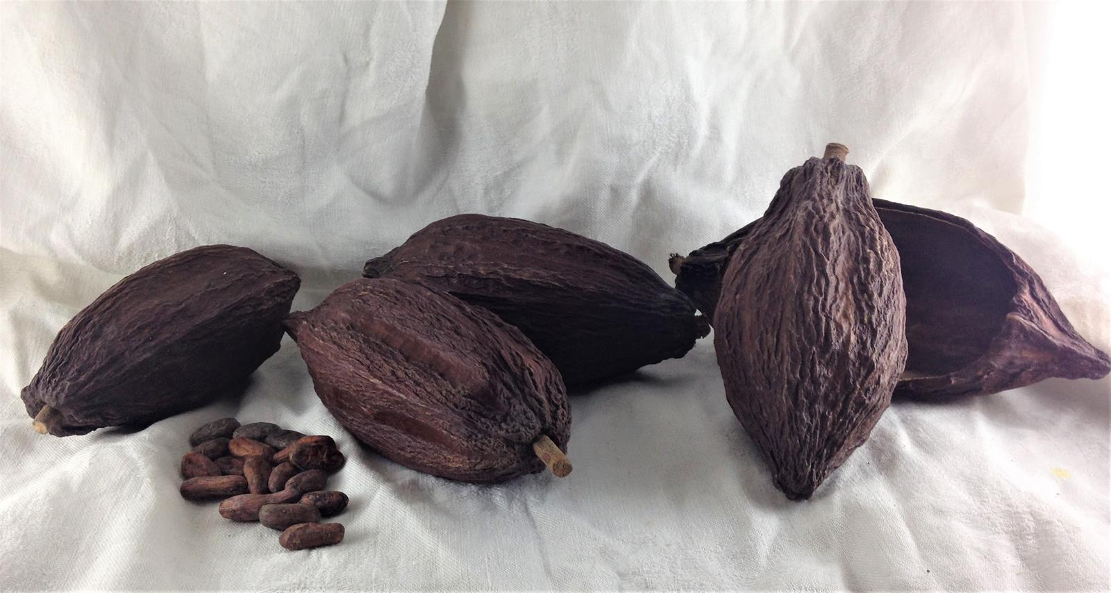 cabosse de cacao